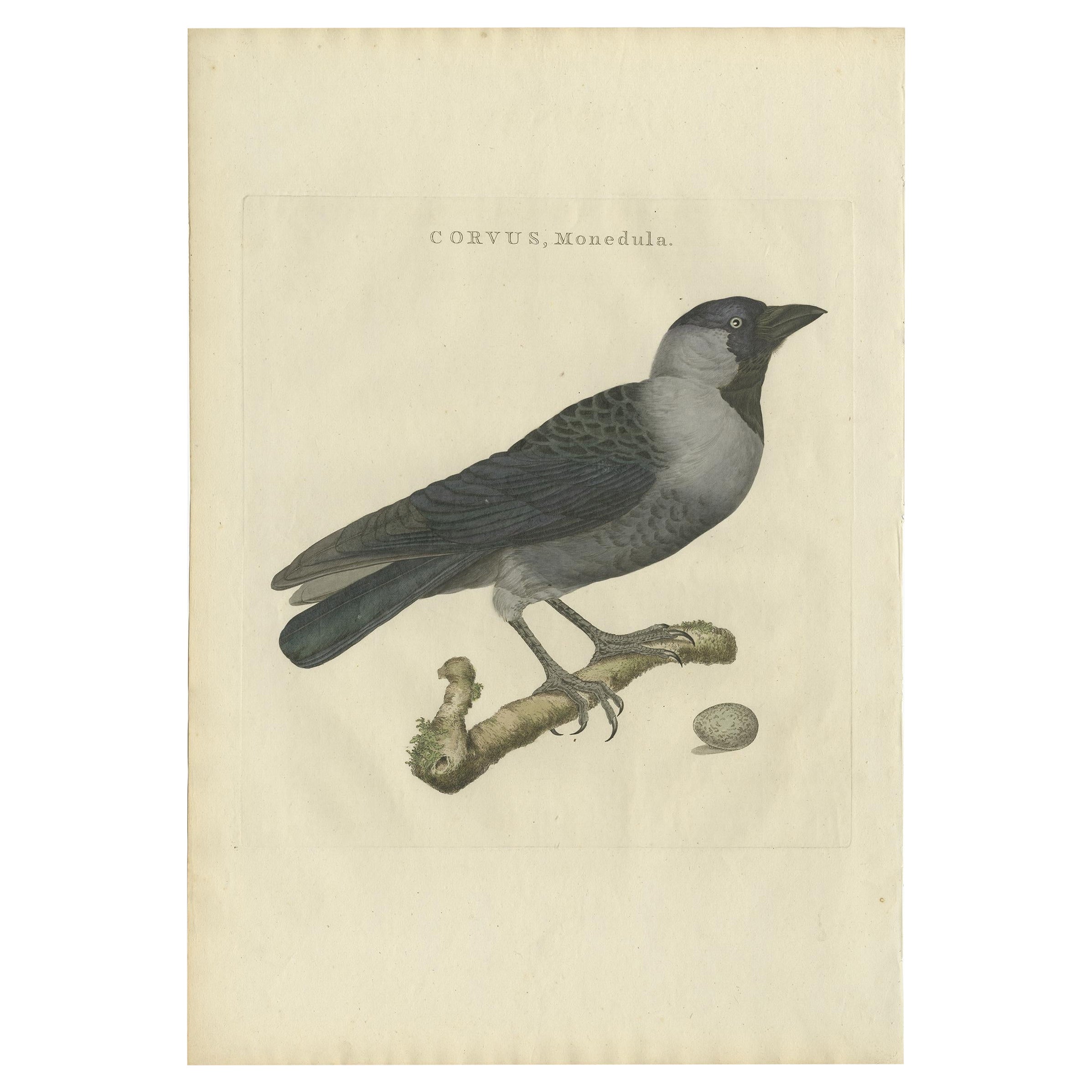 Antique Bird Print of the Western Jackdaw by Sepp & Nozeman, 1797 For Sale