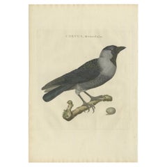 Antiker Vogeldruck der westlichen Jackdaw von Sepp & Nozeman, 1797