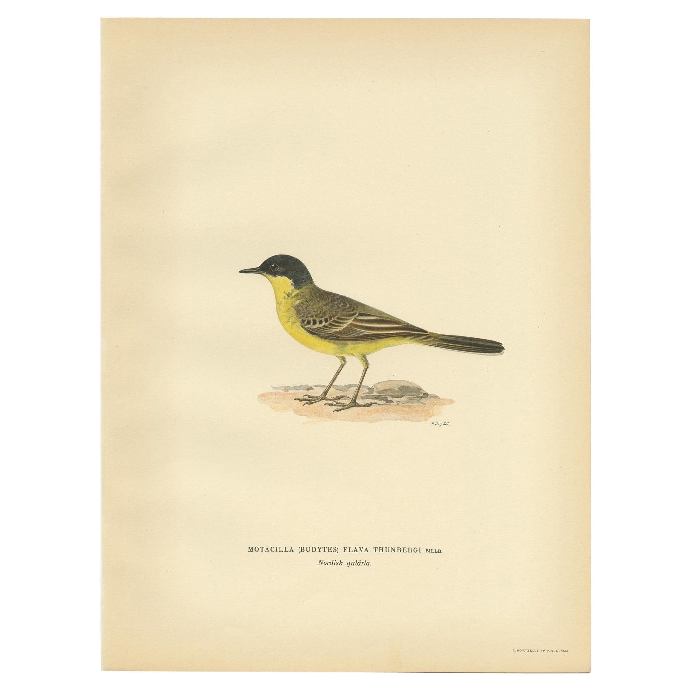 Antique Bird Print of The Western Yellow Wagtail, 1927 For Sale