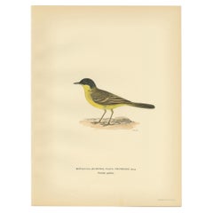 Antique Bird Print of The Western Yellow Wagtail, 1927