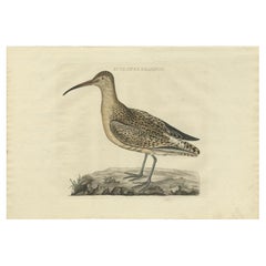 Antique Bird Print of the Whimbrel by Sepp & Nozeman, 1809