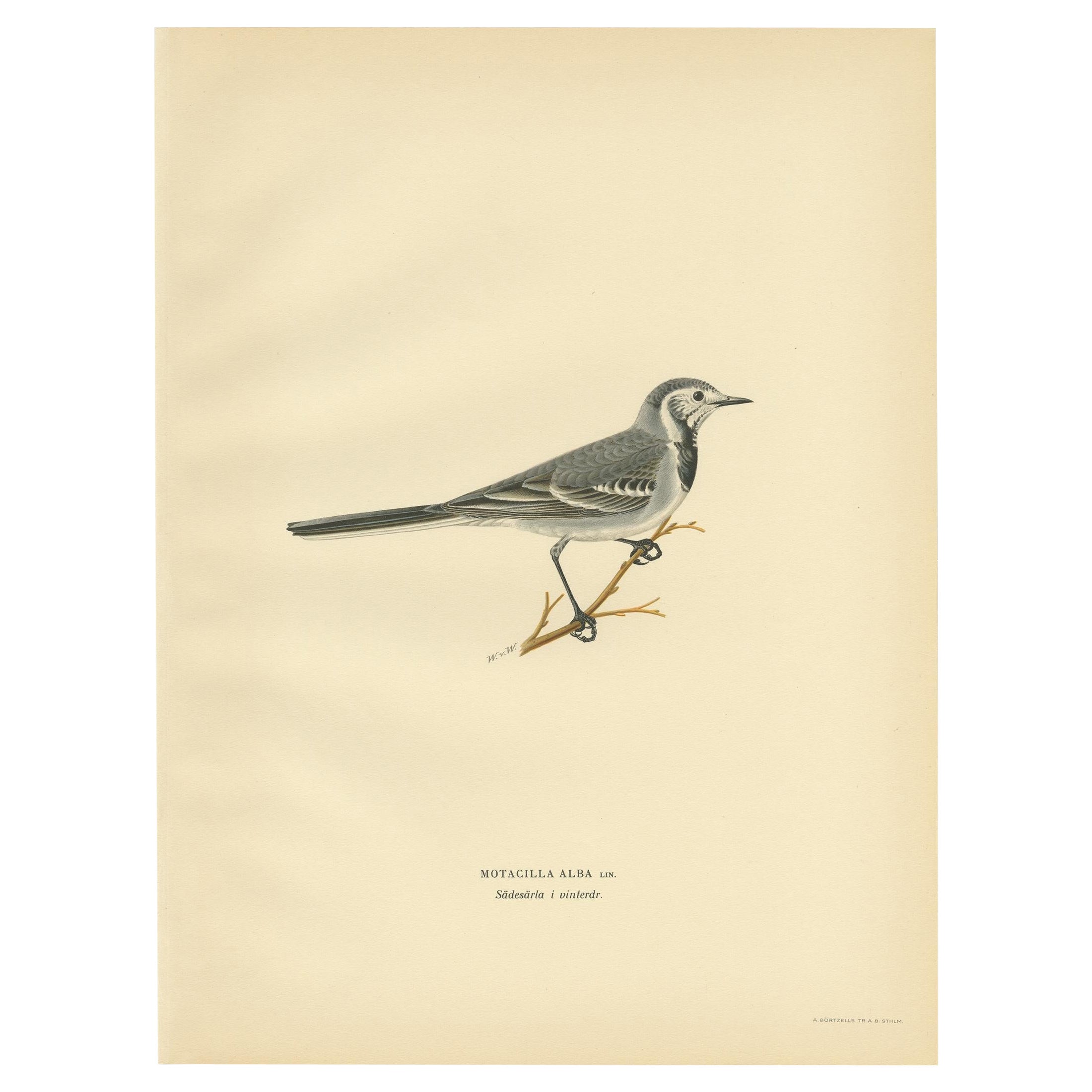Antique Bird Print of the White Wagtail by Von Wright, 1927 For Sale