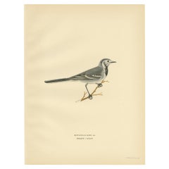 Vintage Bird Print of the White Wagtail by Von Wright, 1927