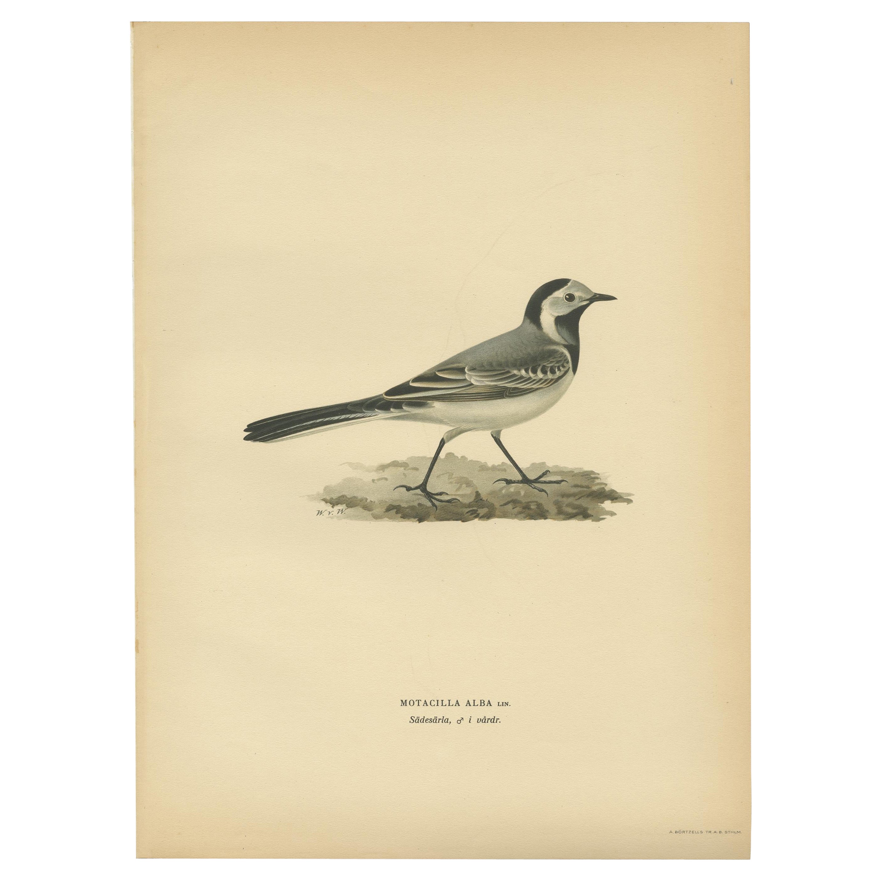 Antique Bird Print of The White Wagtail by Von Wright, 1927 For Sale