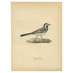 Vintage Bird Print of The White Wagtail by Von Wright, 1927