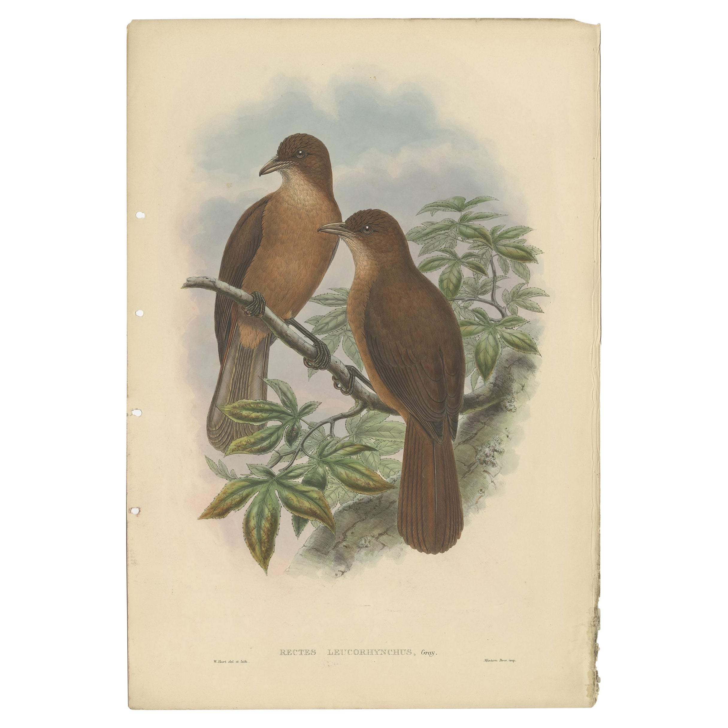 Antique Bird Print of the White-Billed Wood-Shrike by Gould, C.1880 For Sale