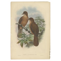 Impression oiseau ancienne de la Shrike en bois à billes blanches par Gould, vers 1880