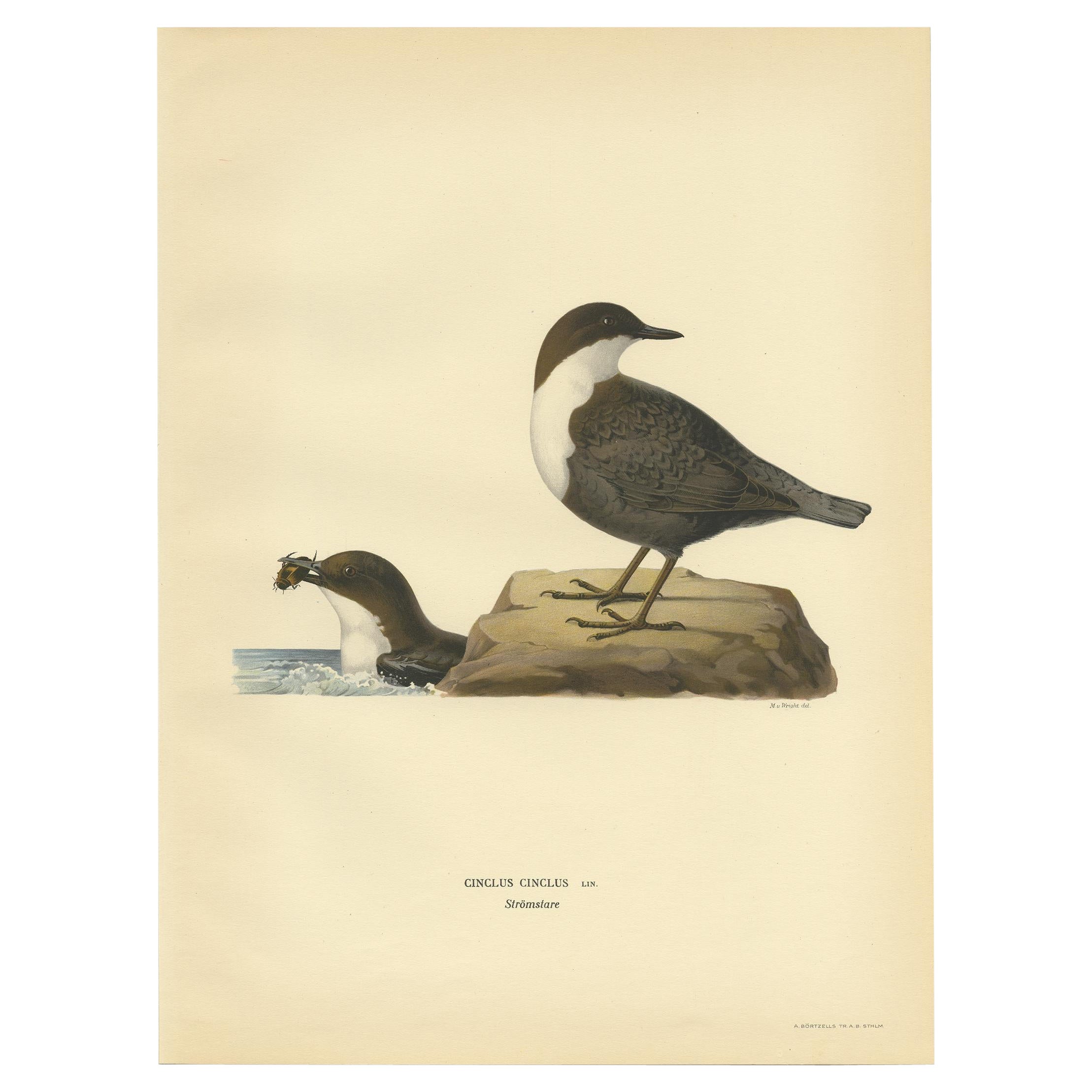 Antique Bird Print of The White-throated Dipper by Von Wright, 1927 For Sale