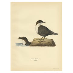 Antique Bird Print of The White-throated Dipper by Von Wright, 1927