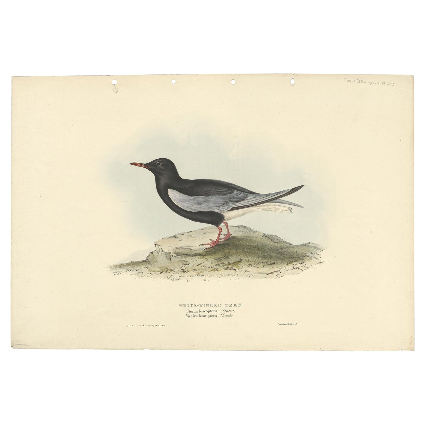 Stampa antica di uccelli della sterna dalle ali bianche di Gould, 1832 in vendita