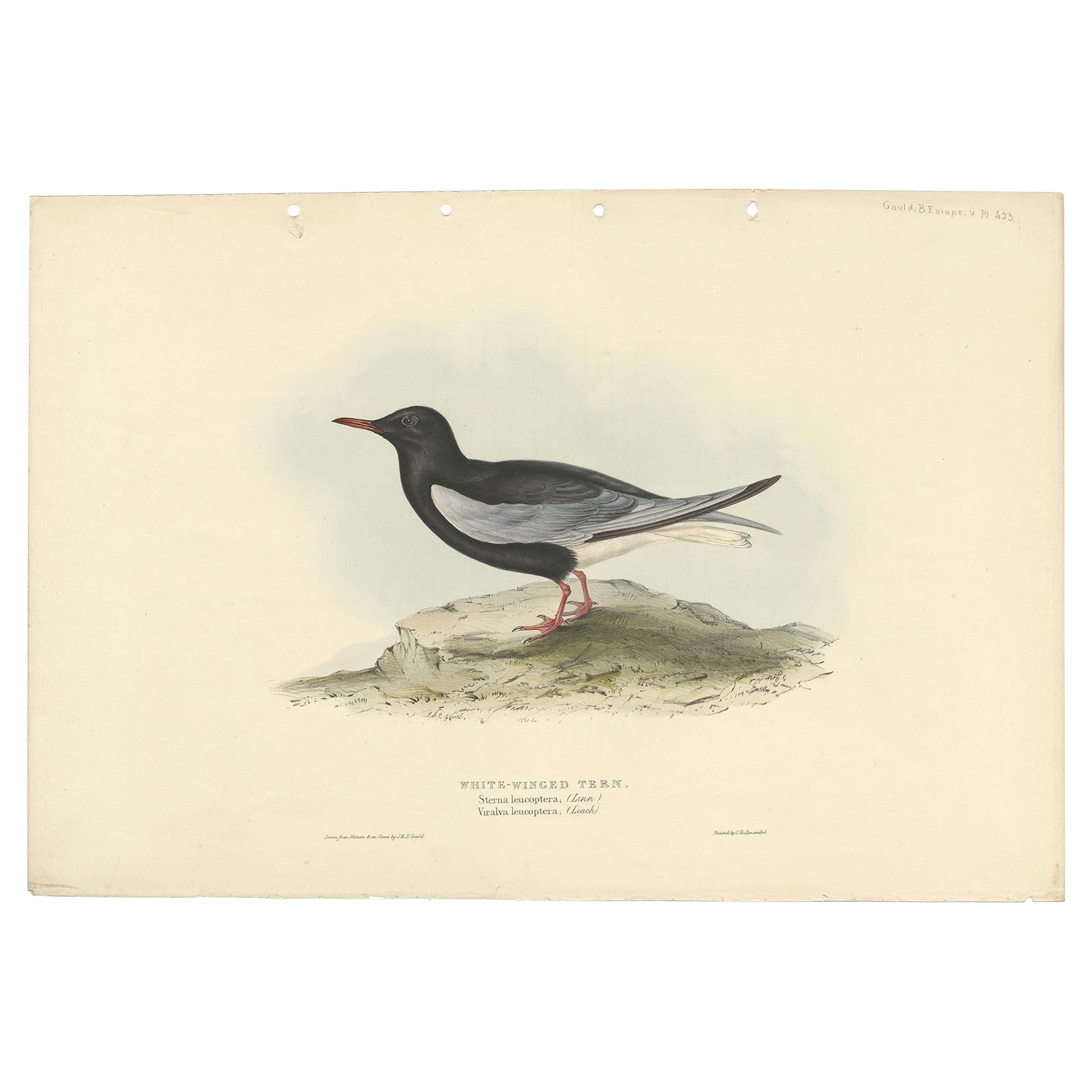 Antique Bird Print of the White-Winged Tern by Gould, 1832 For Sale