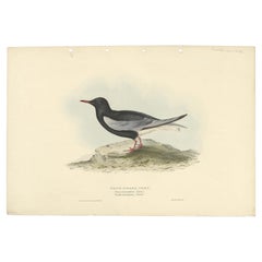 Impression oiseau ancienne du tern ailé en blanc par Gould, 1832