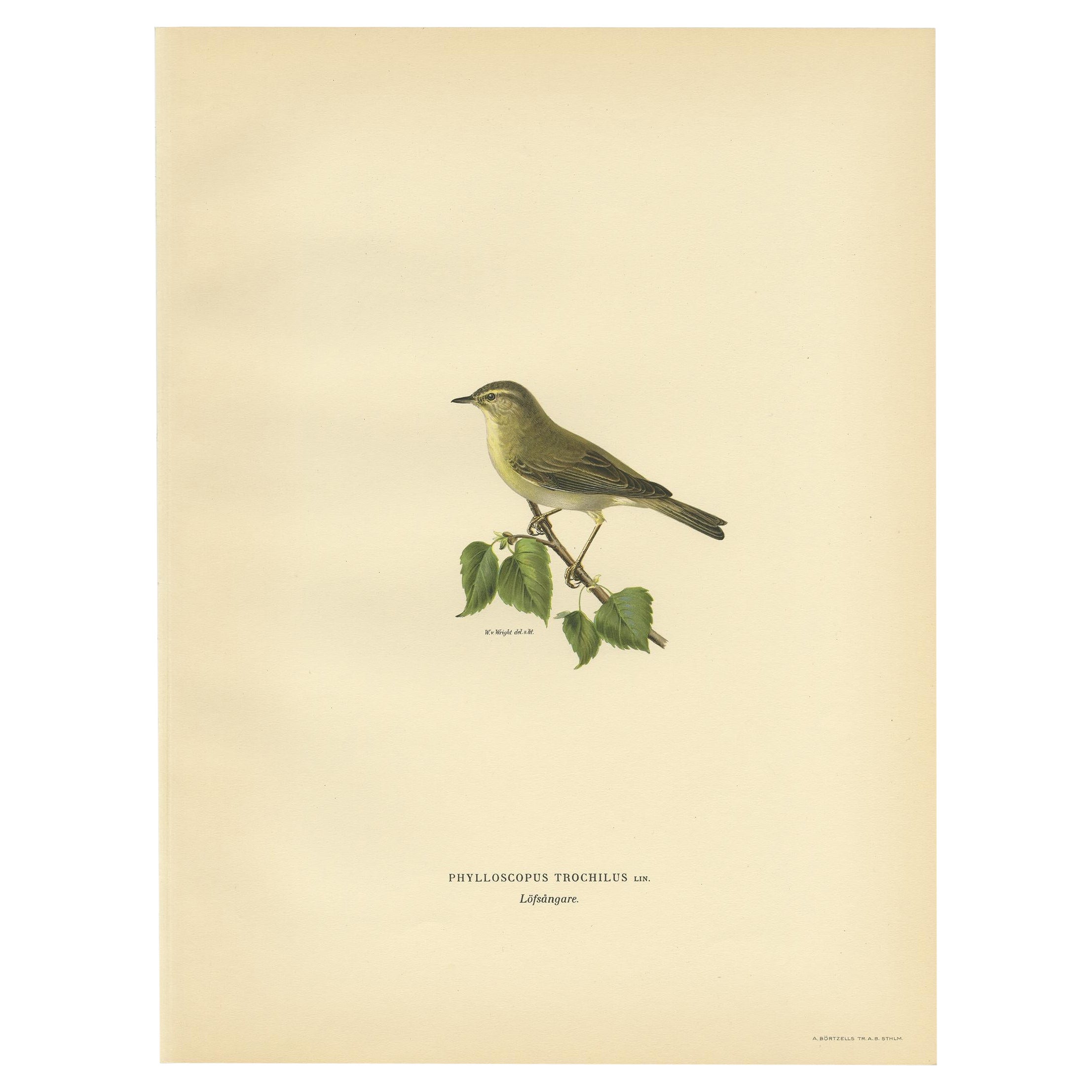 Antique Bird Print of the Willow Warbler by Von Wright, 1927 For Sale