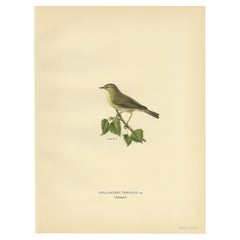Antique Bird Print of the Willow Warbler by Von Wright, 1927