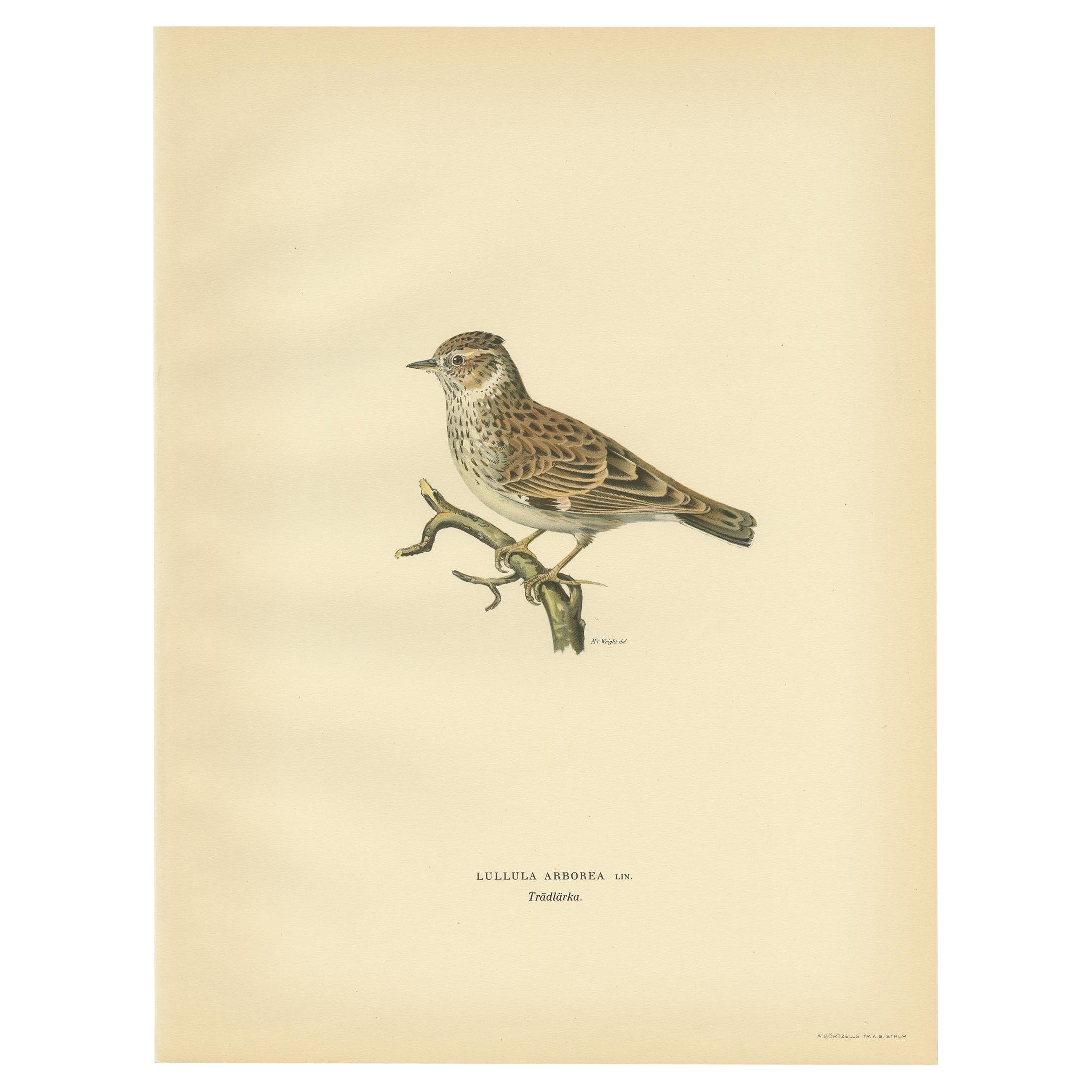 Antique Bird Print of The Woodlark by Von Wright, 1927