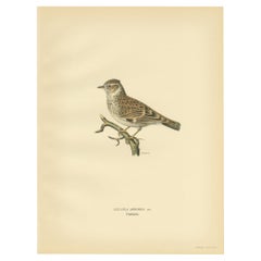 Vintage Bird Print of The Woodlark by Von Wright, 1927