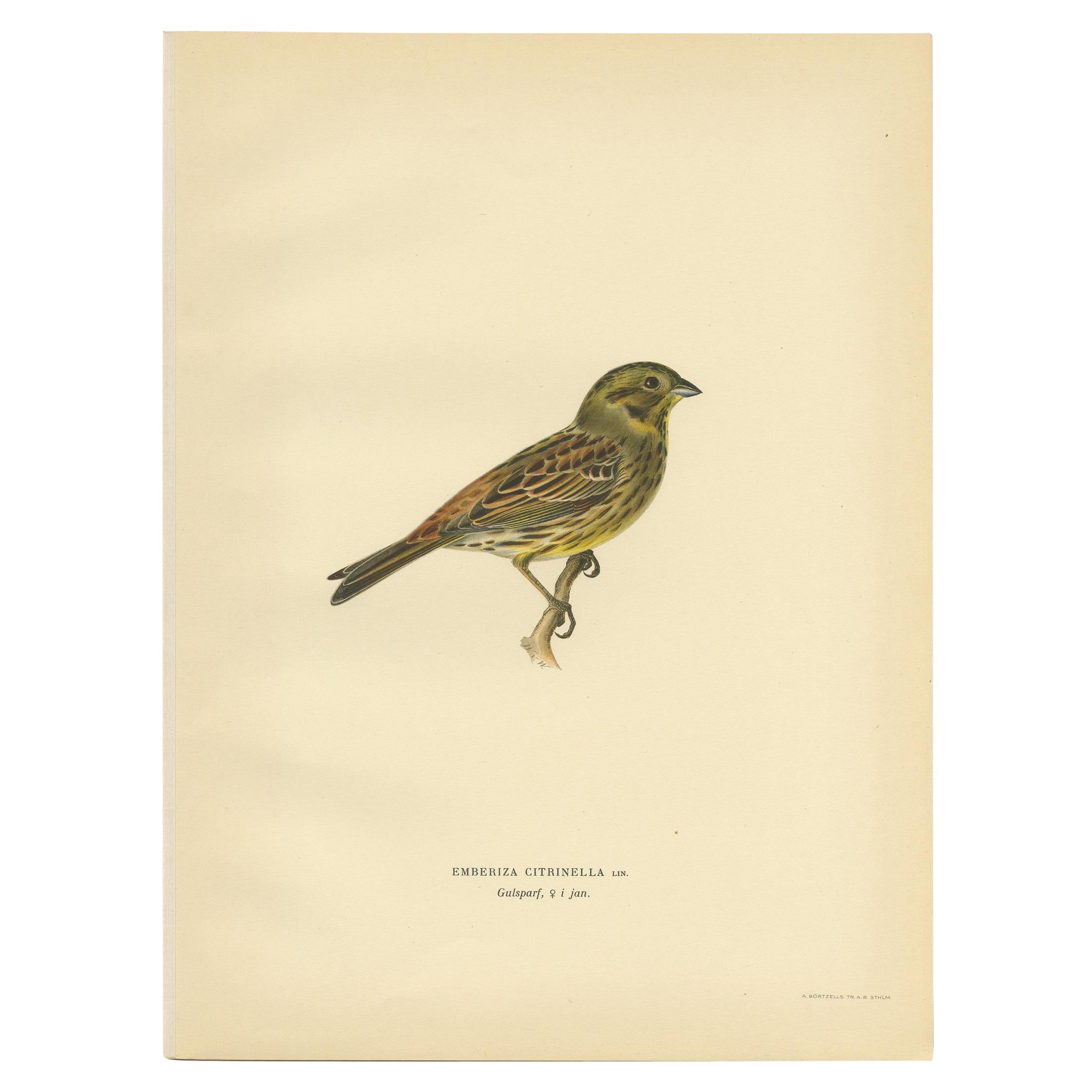 Impression oiseau ancienne du Yellowhammer par Von Wright, 1927 en vente