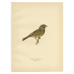 Antique Bird Print of The Yellowhammer by Von Wright, 1927