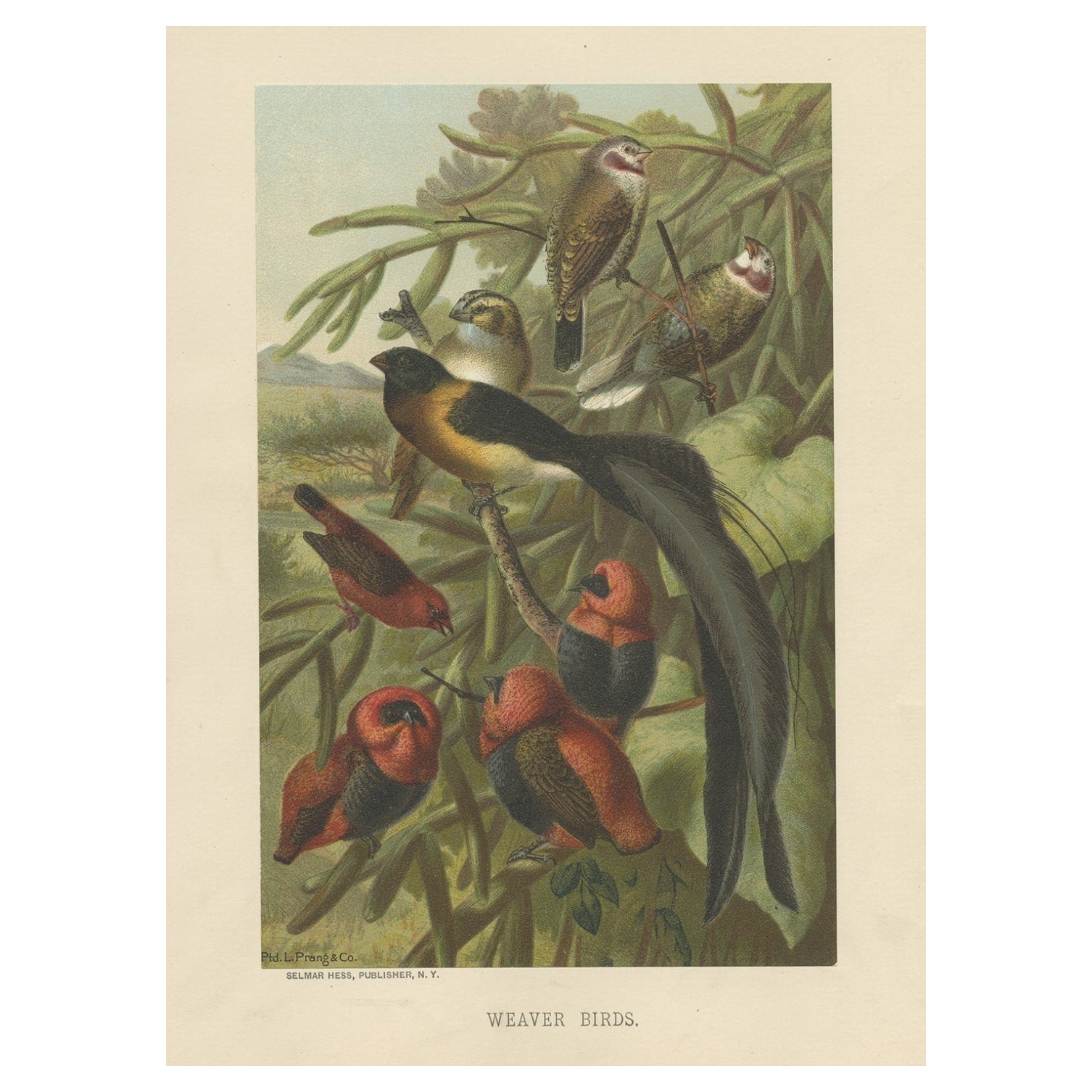 Antique Bird Print of Weaver Birds by American Lithographer Prang, 1898