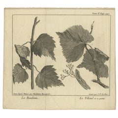 Antique Botany Print of a Birch and Lime Tree by Le Bas, 1752