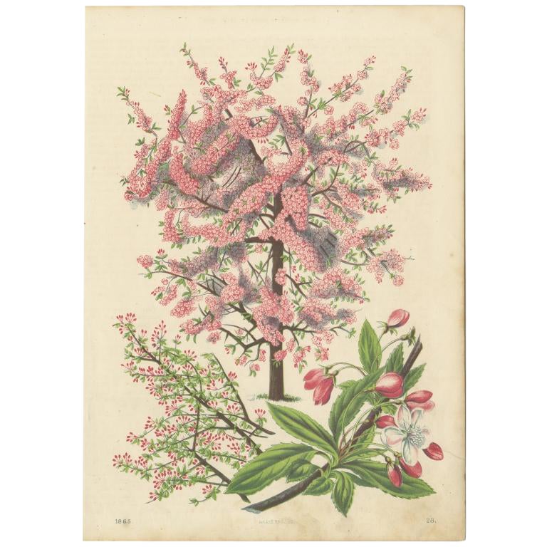 Antique Botany Print of a Japanese Crab Apple by Hoffmann, 1865 For Sale