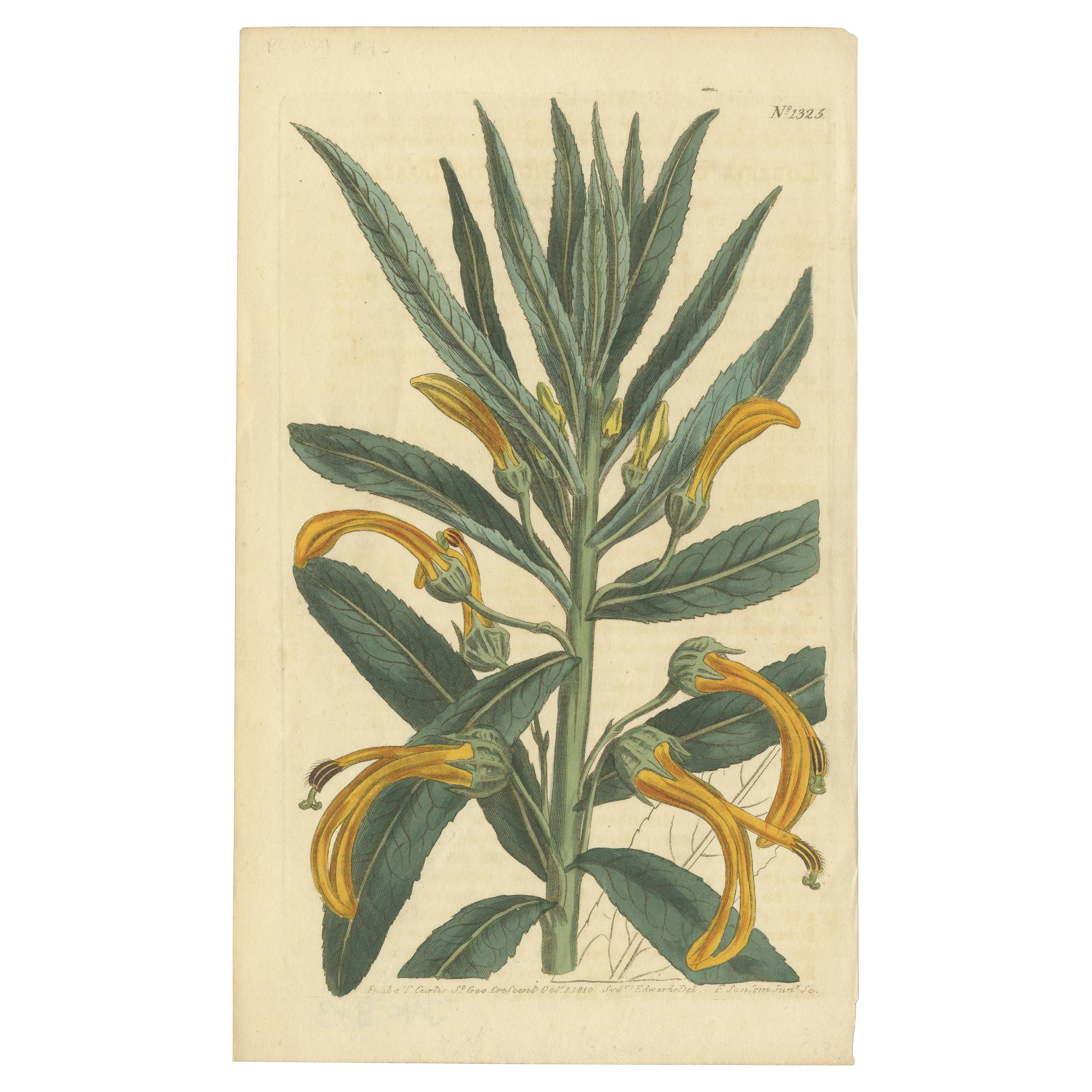 Stampa antica di botanica di Allium Cernuum di Curtis, 1810
