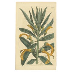 Antique Botany Print of Allium Cernuum by Curtis, 1810