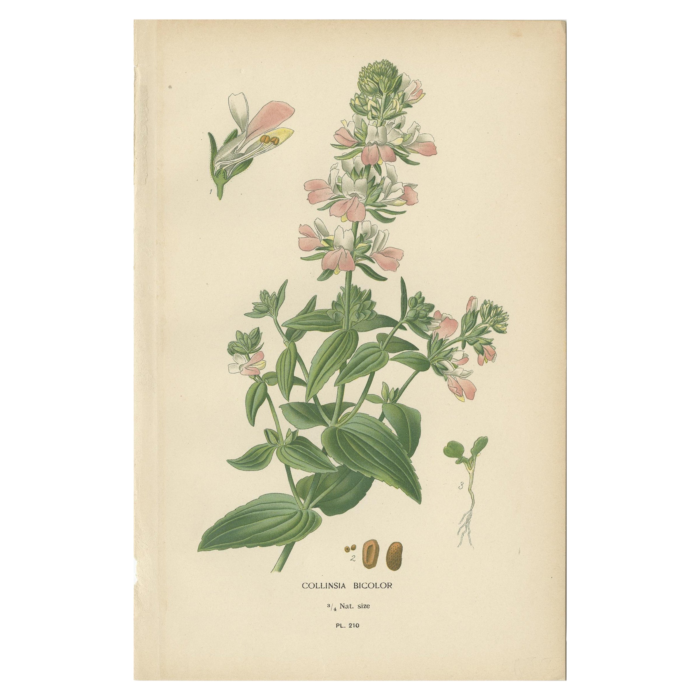 Impression botanique ancienne de Collinsia Heterophylla par Watson, 1897 en vente