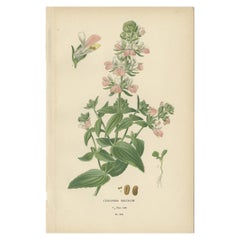 Antiker Botanikdruck von Collinsia Heterophylla von Watson, 1897