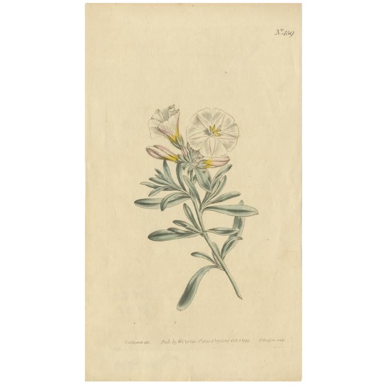 Impression botanique ancienne de Convolvulus Cneorum par Curtis, 1799