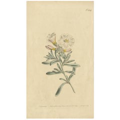 Antique Botany Print of Convolvulus Cneorum by Curtis, 1799