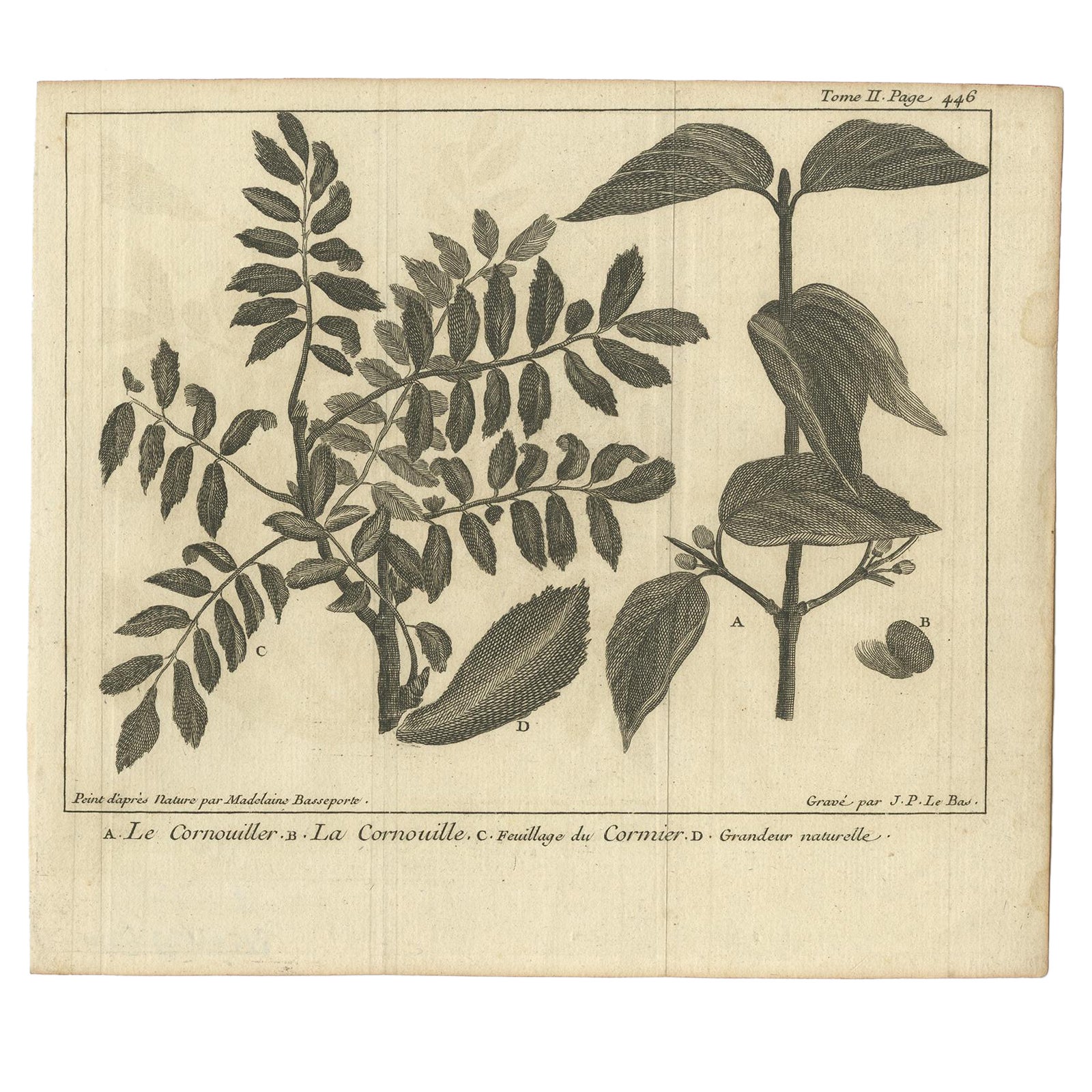 Impression botanique ancienne de bois de chien par Le Bas, 1752 en vente