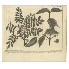 Impression botanique ancienne de bois de chien par Le Bas, 1752