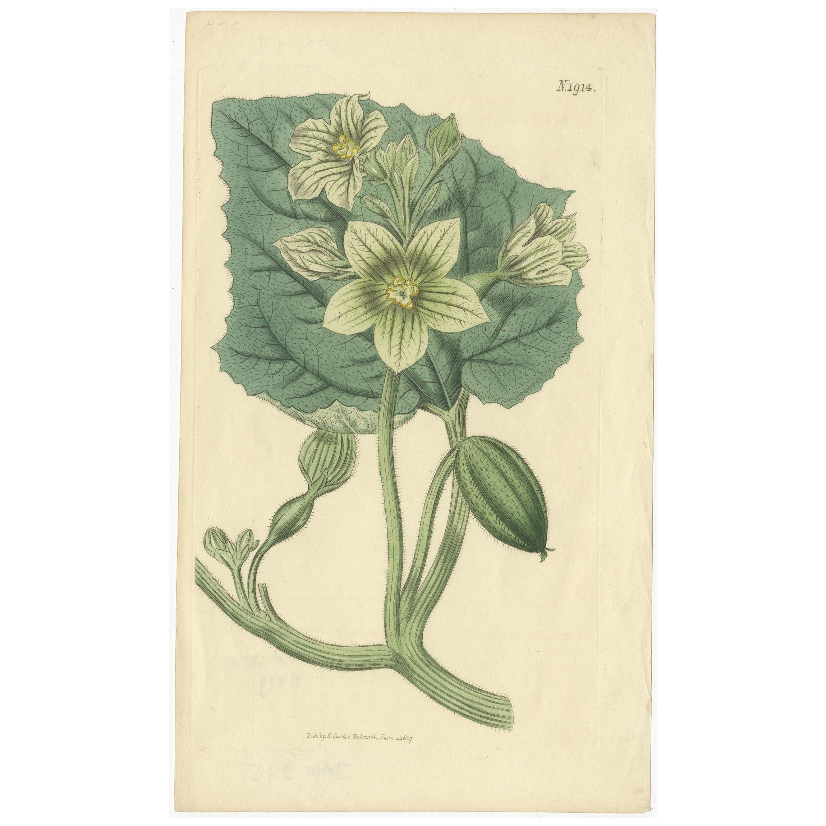 Antique Botany Print of Ecballium Elaterium by Curtis, 1817 For Sale