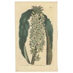 Antique Botany Print of Eucomis Comosa by Curtis, 1806