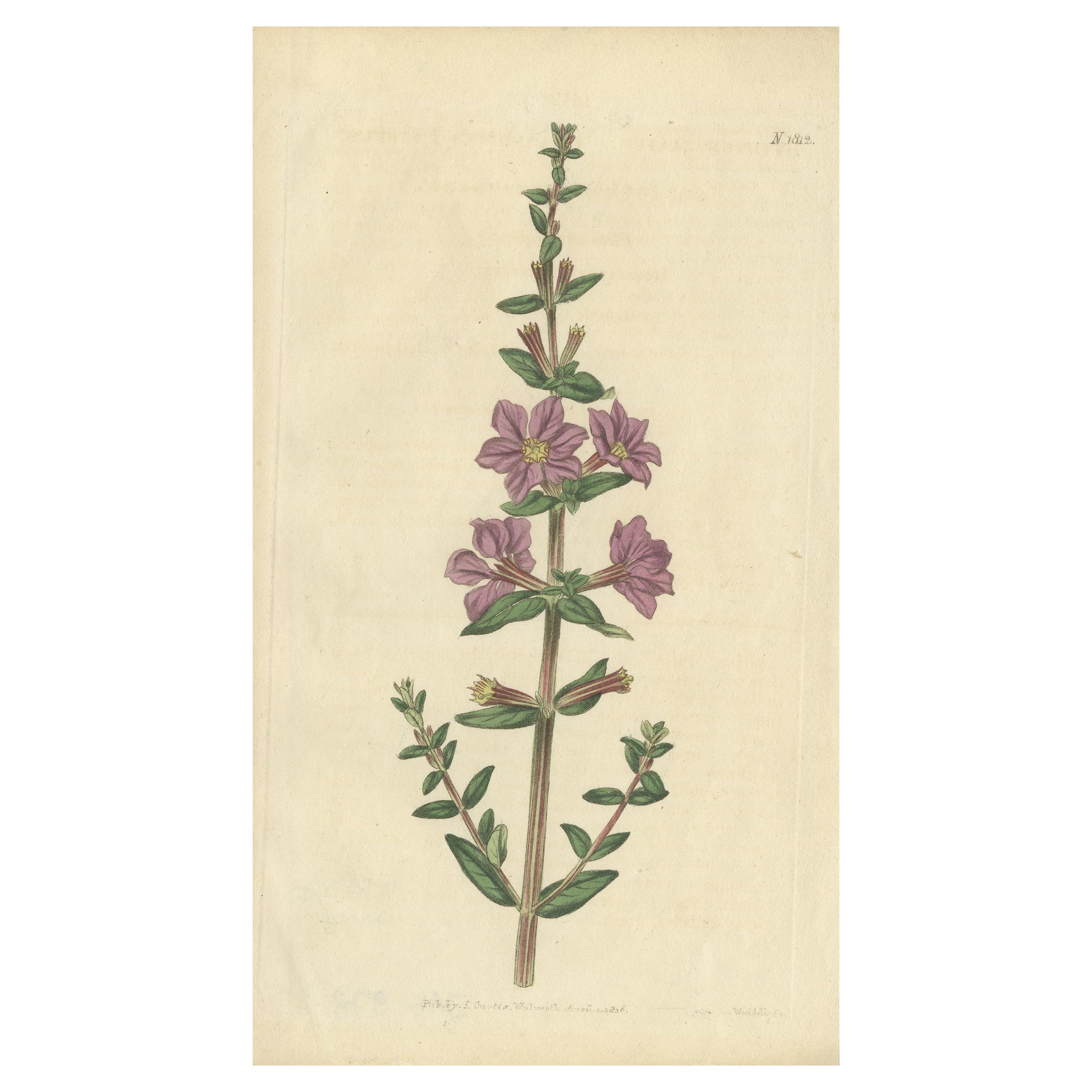 Gravure botanique ancienne du Lythrum Alatum ou loosetrife à angles, 1816 en vente