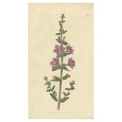 Gravure botanique ancienne du Lythrum Alatum ou loosetrife à angles, 1816