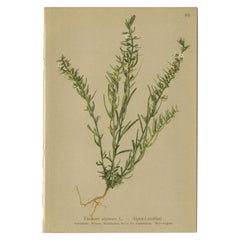 Antique Botany Print of the Alpine Bastard Toadflax by Palla, 1897