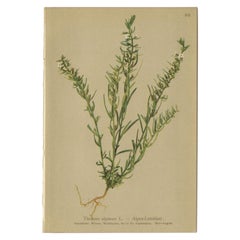 Impression botanique ancienne de flocon de toadflax d'alpinisme par Palla, 1897