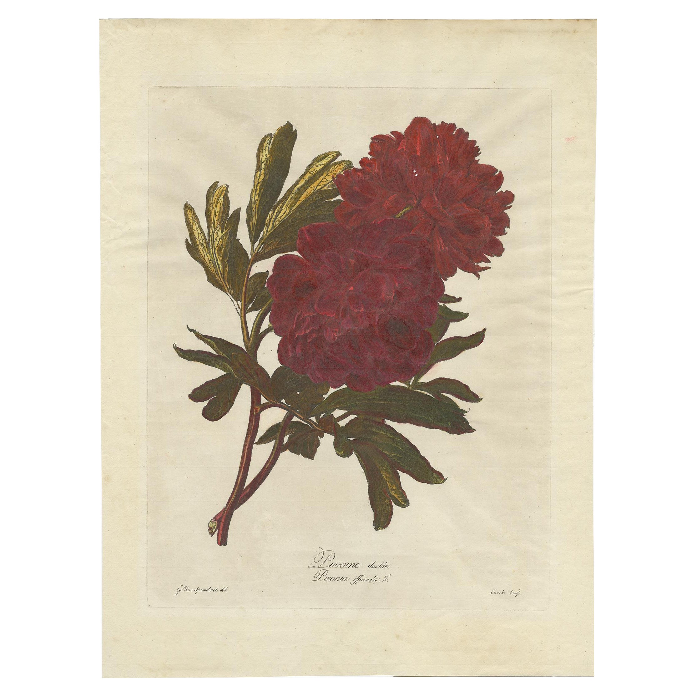 Antiker Botanikdruck von The Common Peony von Carrée, C.1800