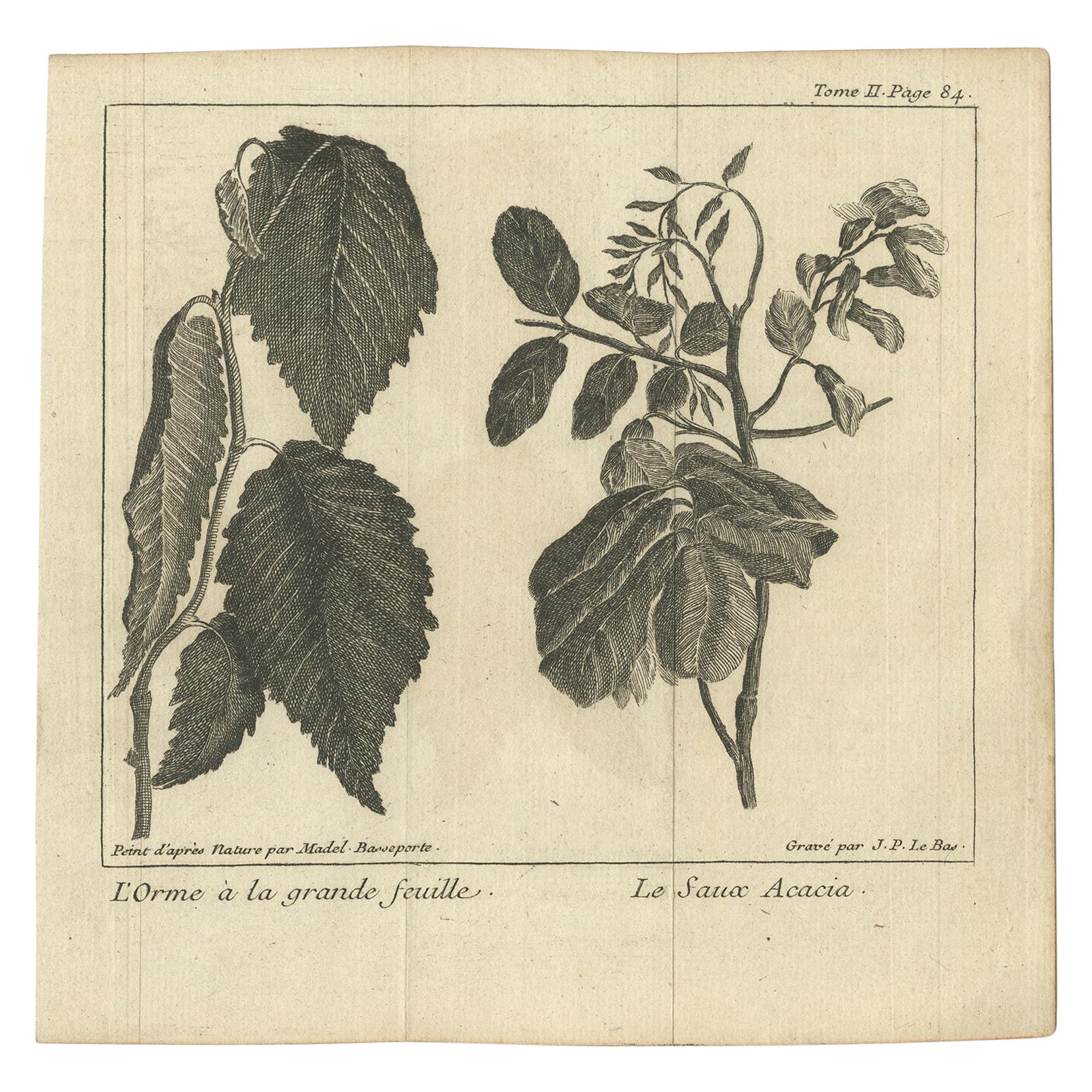Antique Botany Print of The Elm and Acacia by Le Bas, 1752 For Sale