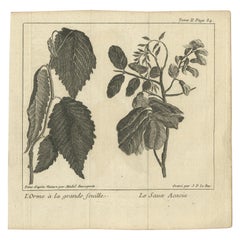 Impression botanique ancienne de l'orme et de l'acacia par Le Bas, 1752