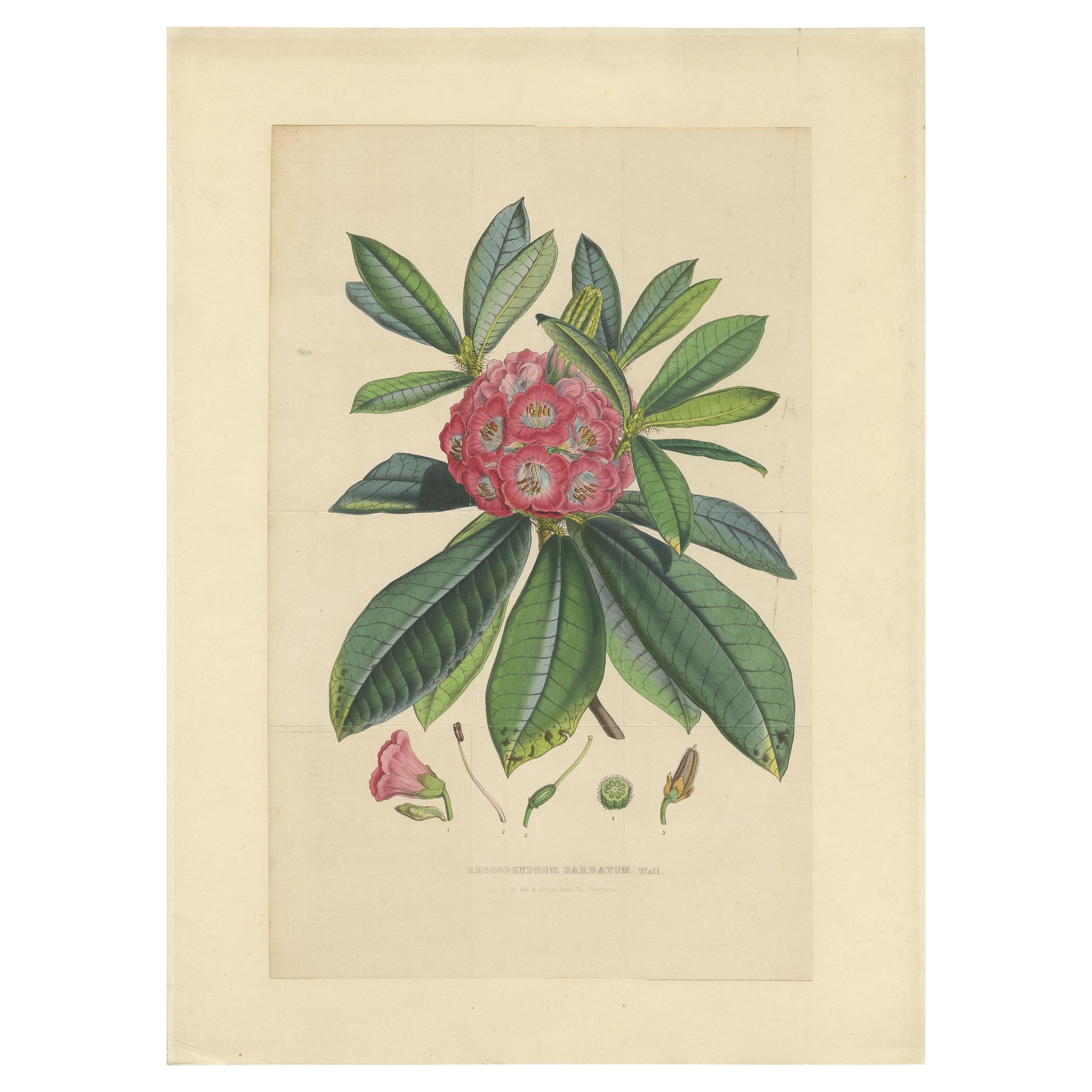 Antique Botany Print of The Rhododendron Barbatum by Van Houtte, 1849 For Sale