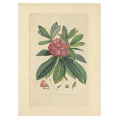 Antique Botany Print of The Rhododendron Barbatum by Van Houtte, 1849