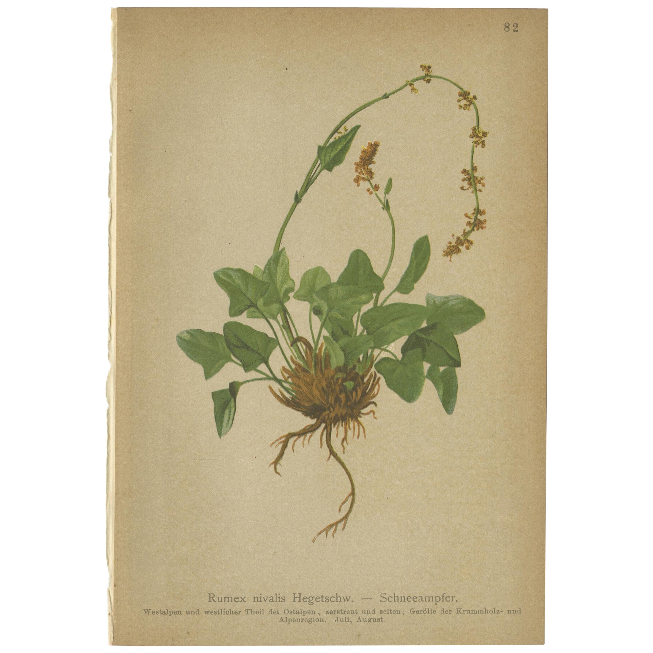 Antiker antiker Botanikdruck des Rumex Nivalis von Palla, 1897