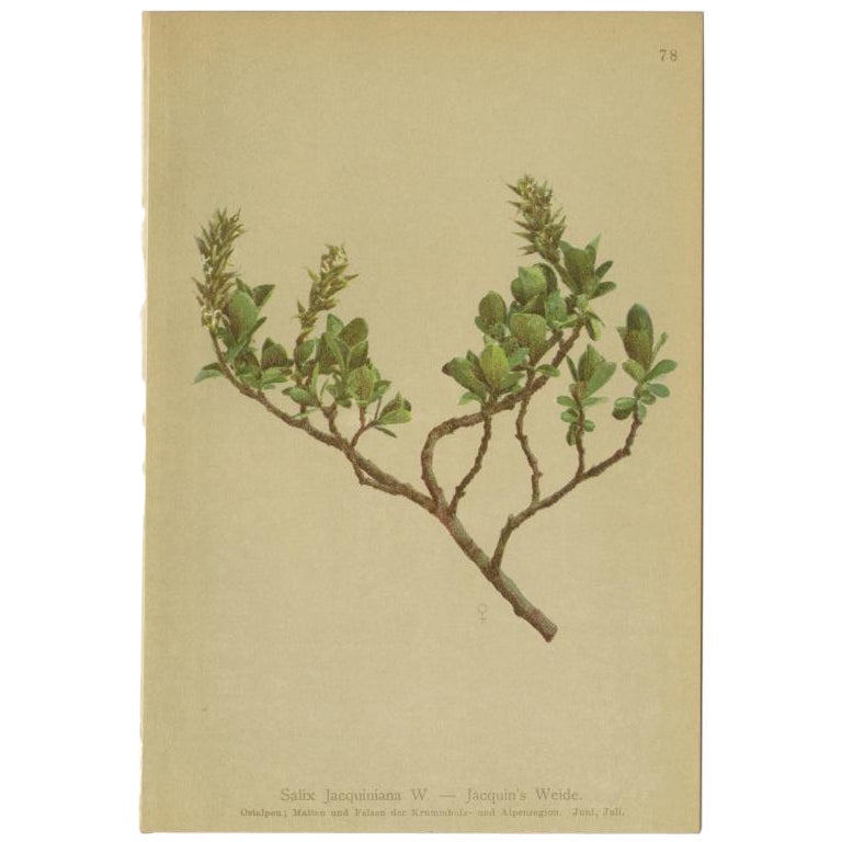 Impression botanique ancienne de la plante Salix Jacquiniana par Palla, 1897 en vente