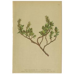 Impression botanique ancienne de la plante Salix Jacquiniana par Palla, 1897