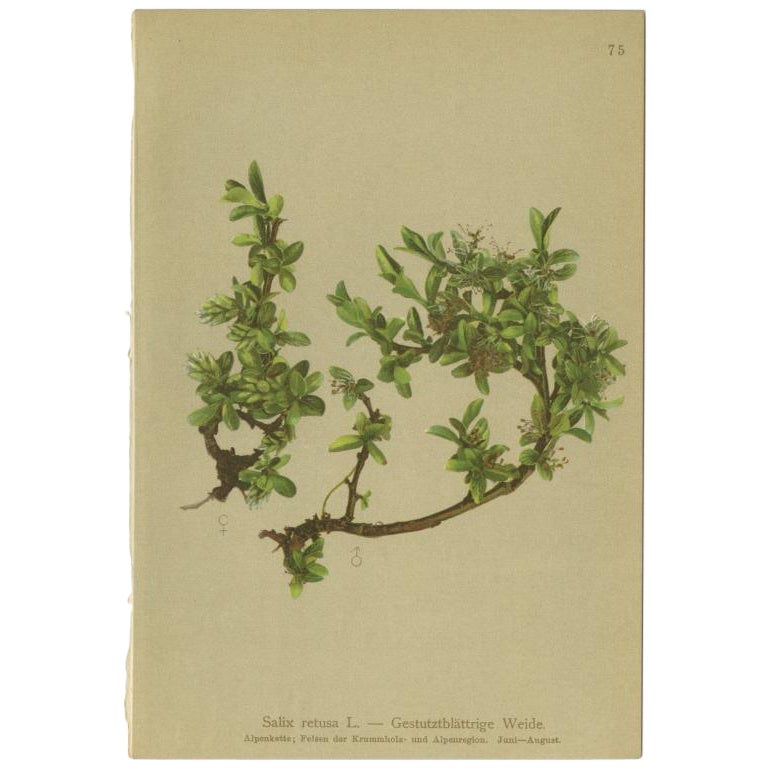Antiker Botanikdruck der Salix Retusa-Pflanze von Palla, 1897