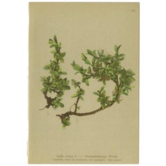 Antique Botany Print of the Salix Retusa Plant by Palla, 1897