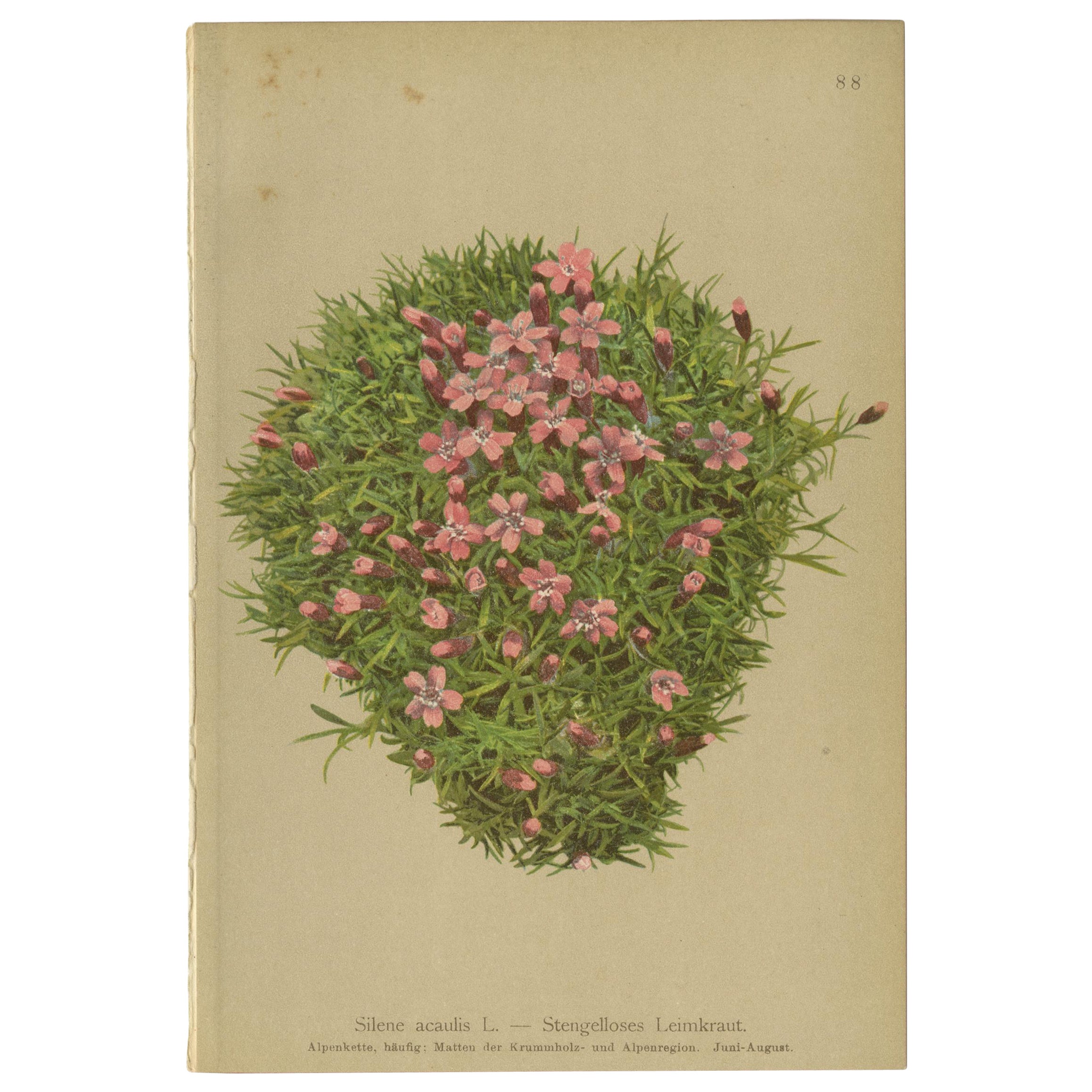 Impression botanique ancienne de la plante Silene Acaulis par Palla, 1897
